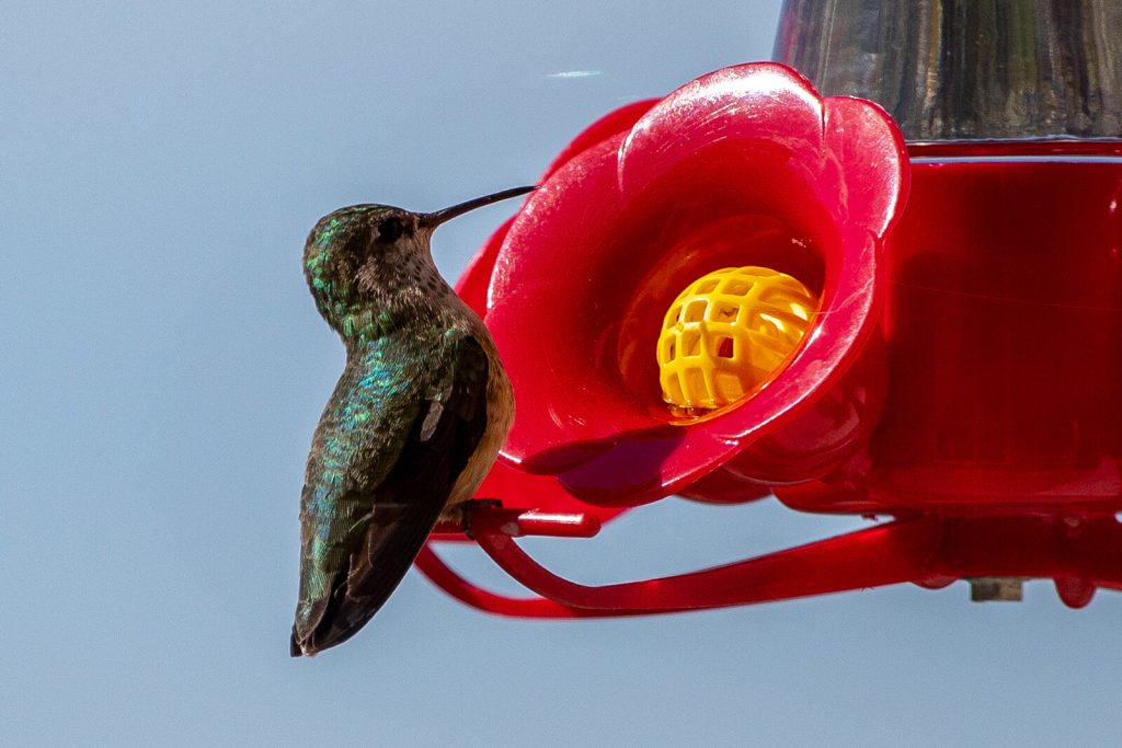 A female Anna's hummingbird drinks nectar from a plastic red flower feeder. The hummingbird has iridescent black and green wings with a lighter, spotted chest and a long, black beak. 