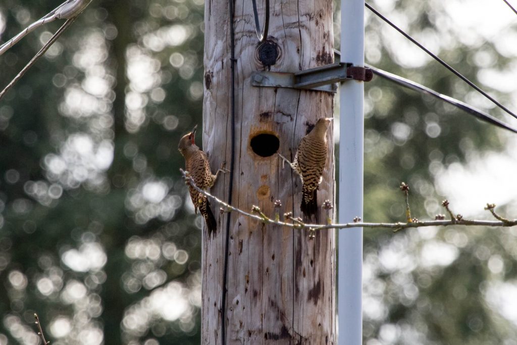 Two northern flickers peck at a utility pole. The flickers have spotted copper backs with dark tail feathers and red patches down their throats.