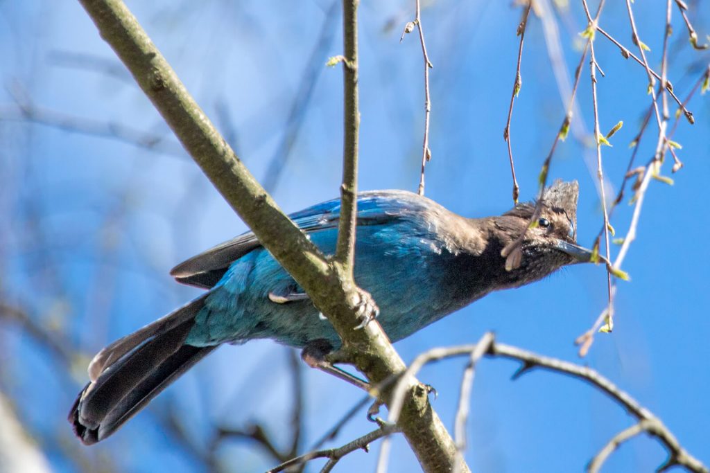 A Steller's Jay perches on a tree branch and looks down at the world below. The jay has dark wings, a rich blue body, and a black head with an inch-long crown on top. 
