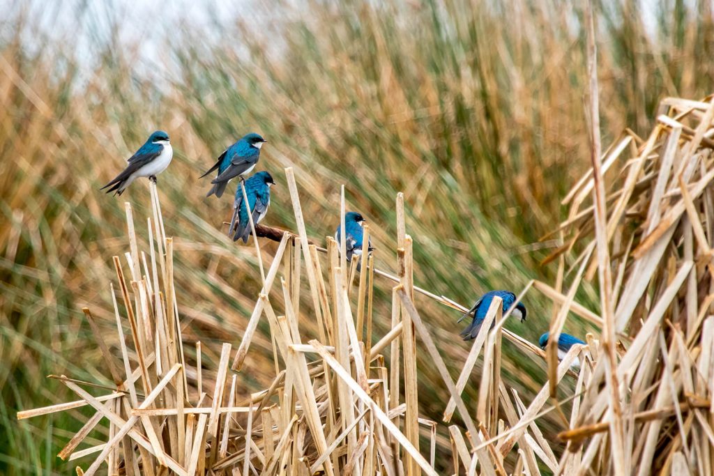 Half a dozen tree swallows sit on strands of tall, thick, wheat-coloured grass. The swallows are about the size of an adult human hand with black beaks, bright blue backs and feathers, and white chests.