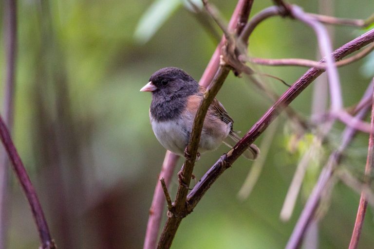 A dark-eyed junco, about the size of an adult human palm, perches on the branch of a bush. The junco has a dark hood with a white belly and copper wings.