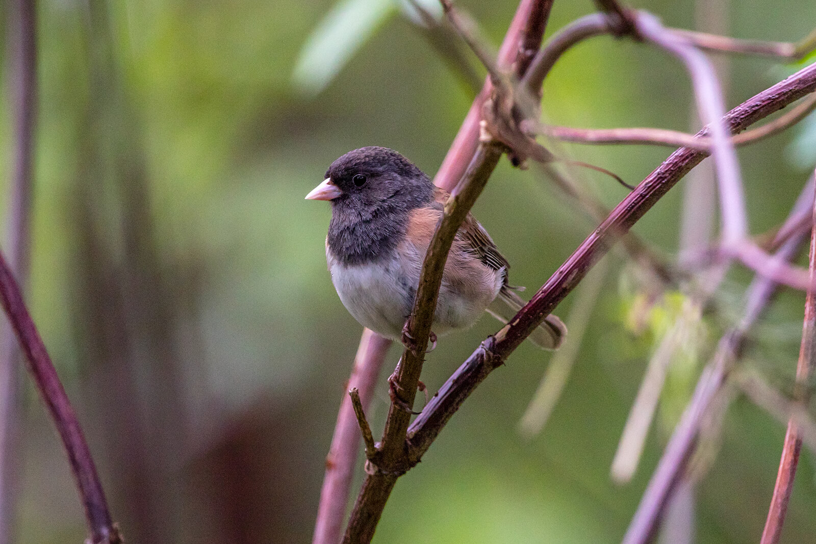 A dark-eyed junco, about the size of an adult human palm, perches on the branch of a bush. The junco has a dark hood with a white belly and copper wings.
